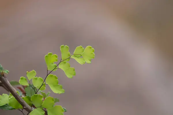 Selektiv Fokusering Skott Små Gröna Blad Växt — Stockfoto