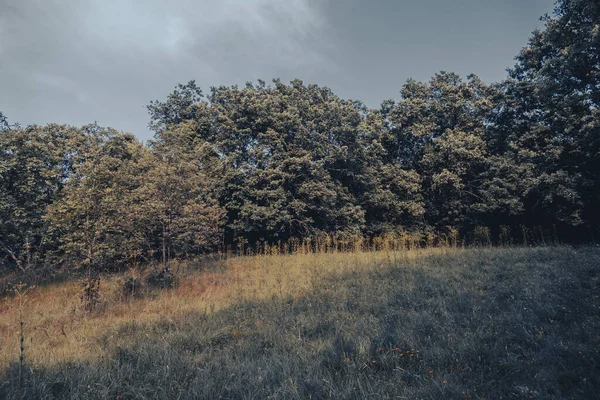 Ένα Καλοκαιρινό Χωράφι Περιτριγυρισμένο Από Πυκνό Δάσος — Φωτογραφία Αρχείου