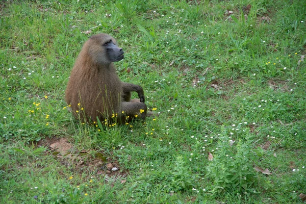 Pequeño Babuino Marrón Sentado Parche Hierba Verde Vibrante Mirando Hacia —  Fotos de Stock