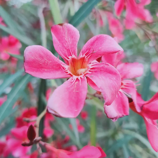 Rózsaszín Oleander Virágok Kertben — Stock Fotó