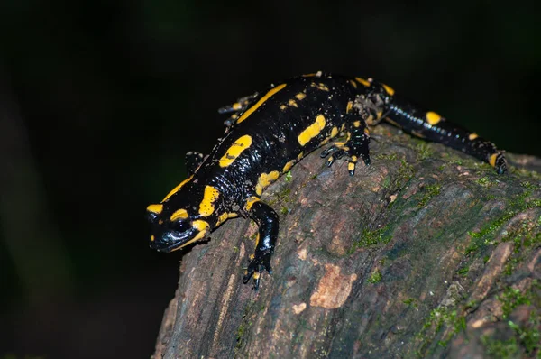 Een Salamander Salamandra Salamandra Nachts Wandelend — Stockfoto