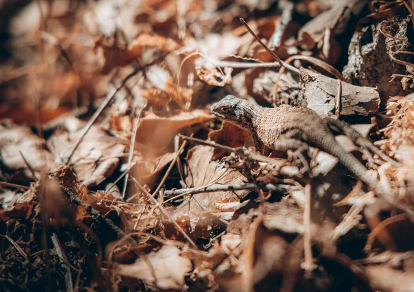 Крупный План Ящерицы Земле Покрытой Сушеными Ветвями Листьями Осенью — стоковое фото