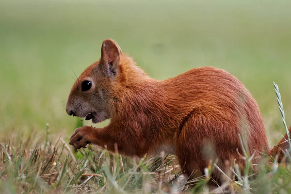 Nahaufnahme Eines Roten Eichhörnchens Das Eine Nuss Auf Einer Wiese — Stockfoto