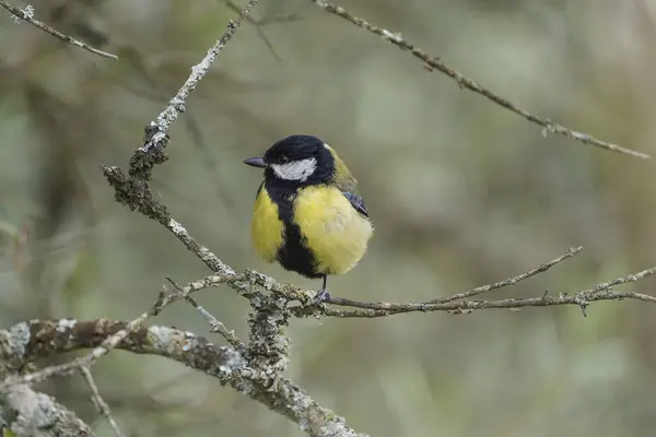 Closeup Shot Great Tit Bird Perched Branches Blurred Background — Stockfoto