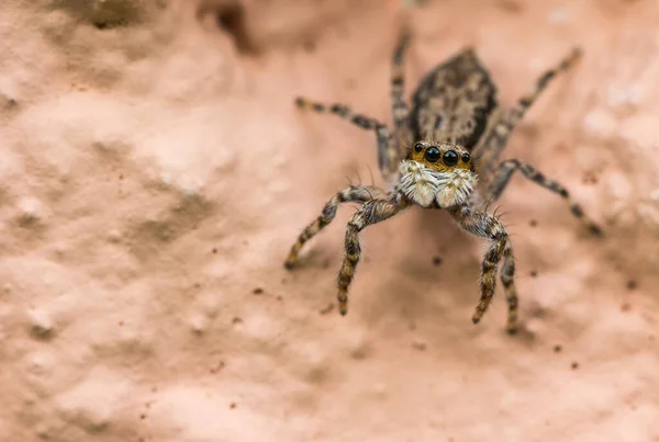 一只大眼睛 浅褐色条纹的跳跃蜘蛛在浅褐色表面的特写图片 — 图库照片