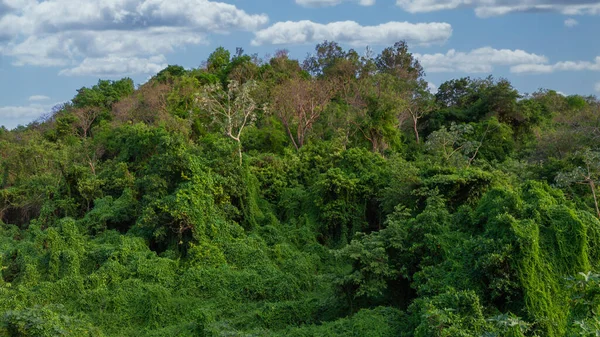 Primer Plano Paisaje Montañoso Con Árboles Verdes Frescos Cielo Azul —  Fotos de Stock