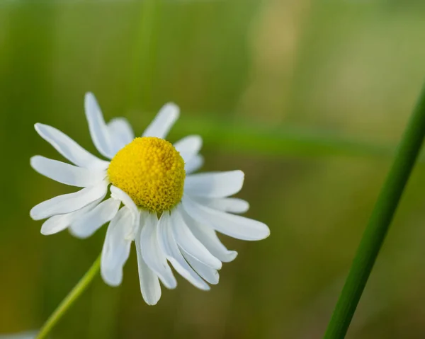 Вибірковий Фокус Квітучої Квітки Водоростей Лузі — стокове фото