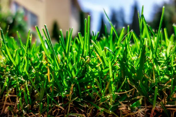 Närbild Gräset Ett Fält Solljuset Med Suddig Bakgrund — Stockfoto