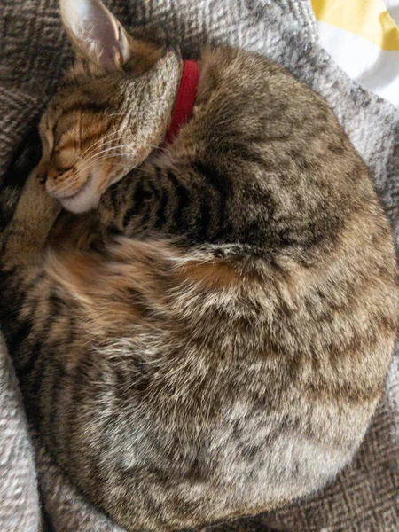 Вертикальный Снимок Обнимающегося Милого Кота Спящего Диване Помещении — стоковое фото