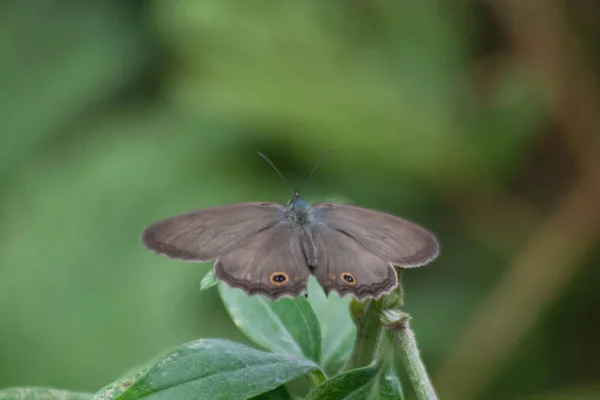 Mírný Záběr Hnědého Motýla Zelenou Rostlinu — Stock fotografie
