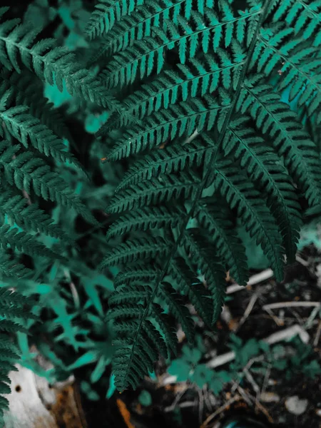 Крупним Планом Зелене Листя Дерева — стокове фото