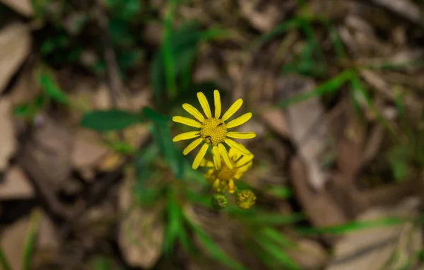Eine Nahaufnahme Blühender Senecio Vernalis Blumen — Stockfoto