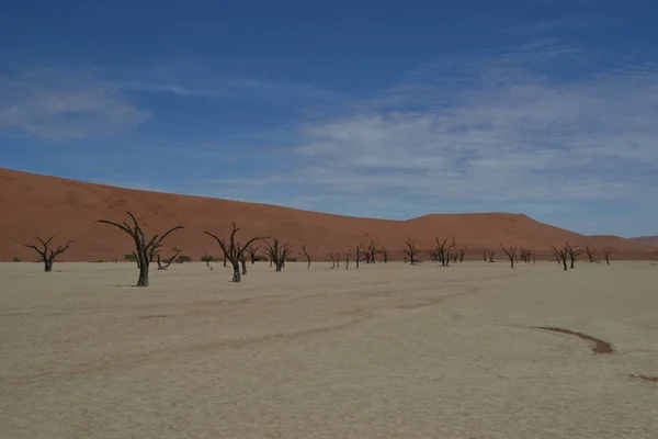 ナミビアのデアドレイ ソススススヴレイの砂漠の枯れ木 — ストック写真