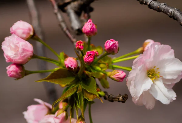 Gros Plan Fleur Arbre — Photo