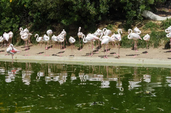 Hayvanat Bahçesindeki Göl Kıyısında Bir Grup Flamingo — Stok fotoğraf