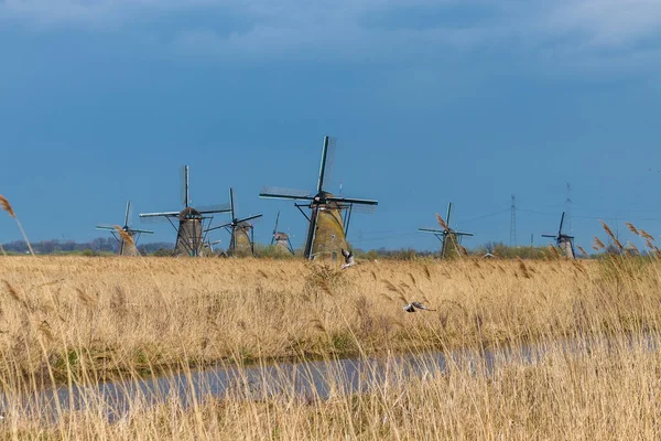 Ein Schöner Blick Auf Wasser Felder Und Windmühlen Einem Trüben — Stockfoto