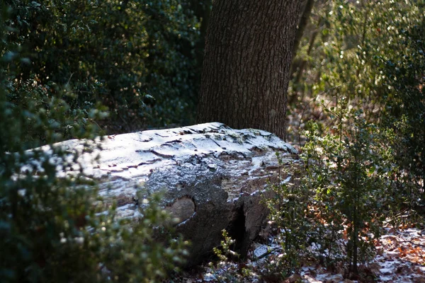 Padlý Kmen Stromu Pokrytý Tenkou Vrstvou Sněhu Lese — Stock fotografie