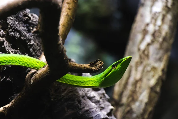 动物园里的树枝上有一条绿蛇的特写 — 图库照片