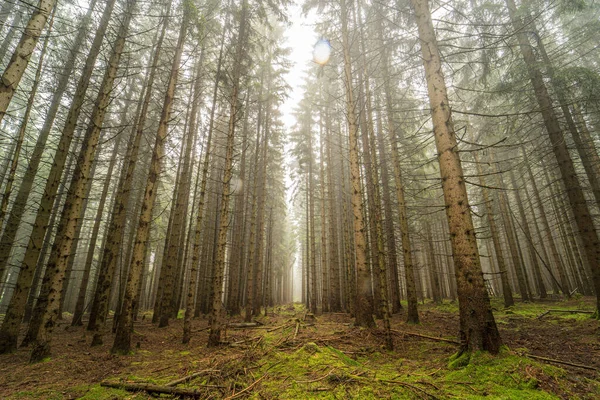 Низький Кут Пострілу Туманного Лісу Високими Деревами — стокове фото