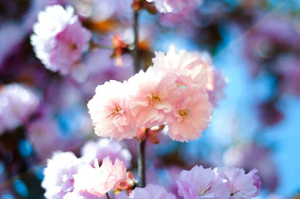 Primer Plano Hermosas Ramas Flores Cerezo Rosa Árbol — Foto de Stock