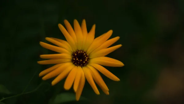 Flor Amarilla Sobre Fondo Oscuro — Foto de Stock