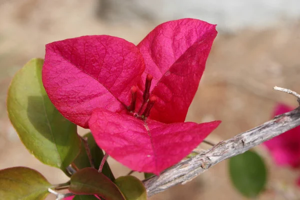 Zbliżenie Różowych Bugenwilli Kwiaty Sesji Zielonymi Liśćmi — Zdjęcie stockowe