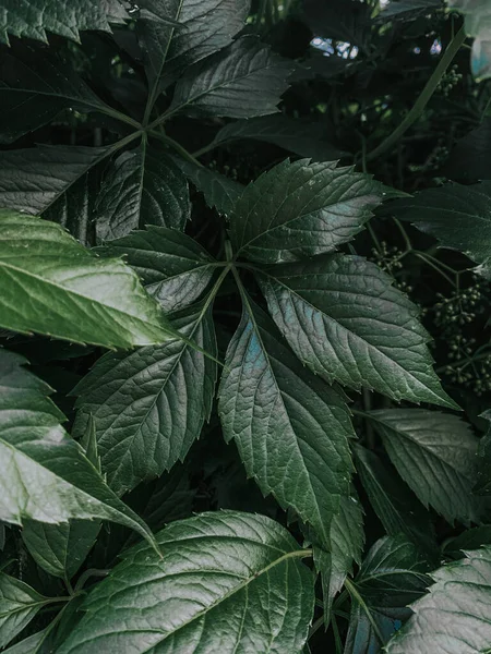 Eine Vertikale Aufnahme Von Grünen Pflanzen Und Blättern Wald — Stockfoto