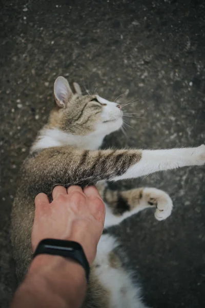 Person Petting Adorable Domestic Cat — Stock Photo, Image