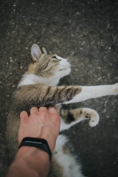 愛らしい国内猫を飼っている人 — ストック写真