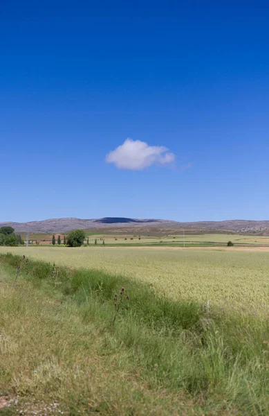 Een Verticaal Shot Van Heldere Blauwe Lucht Boven Het Groene — Stockfoto