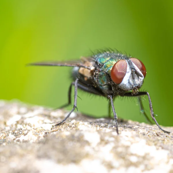 Eine Nahaufnahme Einer Grünen Flasche Fliegt Auf Einer Rauen Oberfläche — Stockfoto