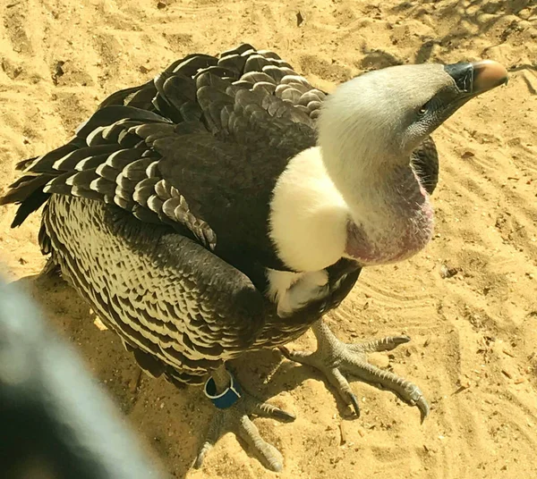 Vulture Standing Sand — Stock Photo, Image