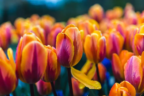 Une Belle Vue Sur Les Fleurs Avec Des Pétales Violets — Photo