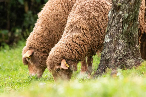 Tiro Close Ovelhas Pastando Pasto — Fotografia de Stock