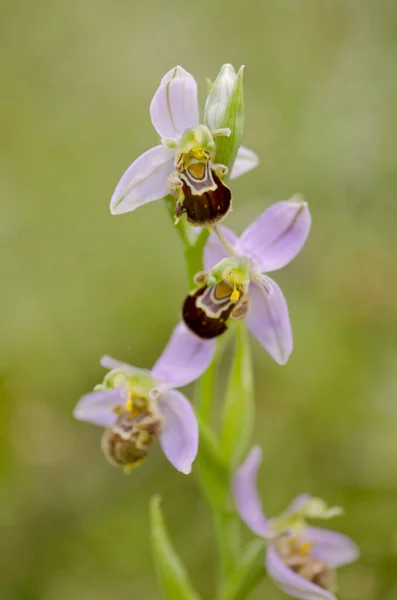 Una Vista Cerca Una Orquídea Sawfly Orquídea Silvestre Ophrys Tenthredinifera —  Fotos de Stock