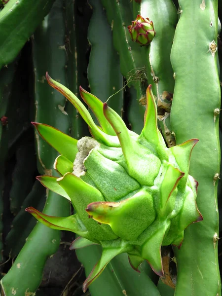 Primer Plano Una Fruta Dragón Creciendo — Foto de Stock