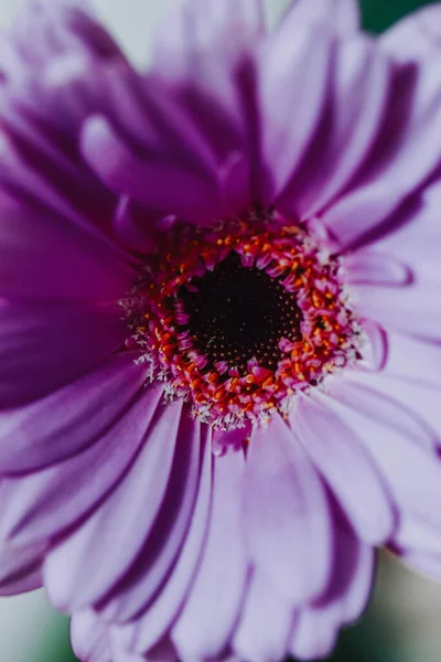 Una Hermosa Flor Gerberas Flor —  Fotos de Stock