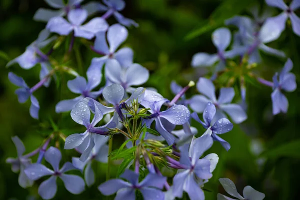 Ett Mjukt Fokus Skogs Flox Blommor Blommar Trädgård — Stockfoto