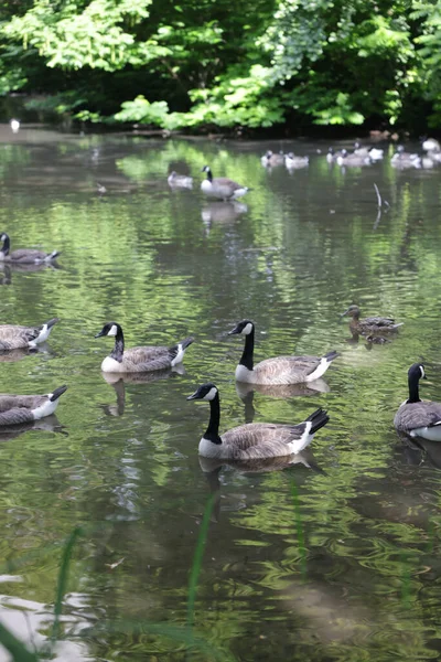 Una Bandada Gansos Nadando Lago Parque —  Fotos de Stock