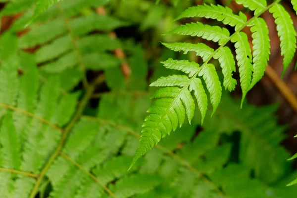 Una Rama Helecho Haya Largo Con Hojas Verdes — Foto de Stock