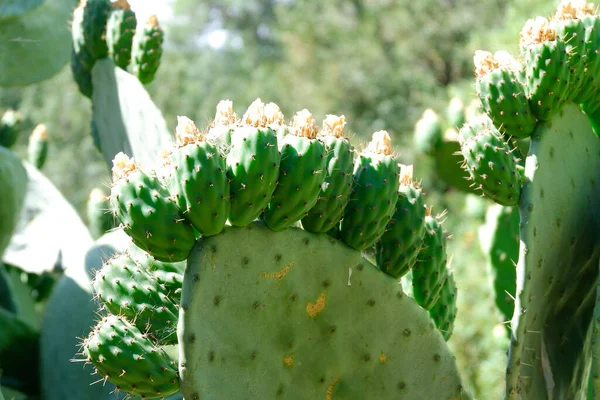 Eine Nahaufnahme Von Kakteen Aus Feigenkakteen Die Einem Garten Sonnenlicht — Stockfoto