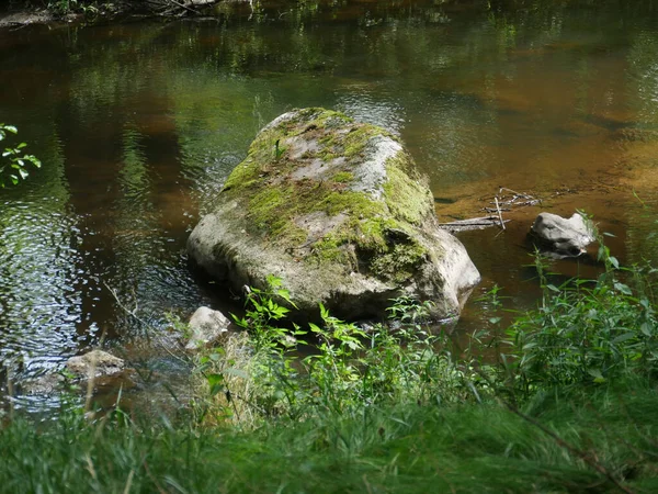Strzał Rzeki Zielonym Lesie — Zdjęcie stockowe