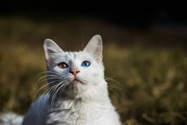 Modré Oči Kočka Zahradě — Stock fotografie