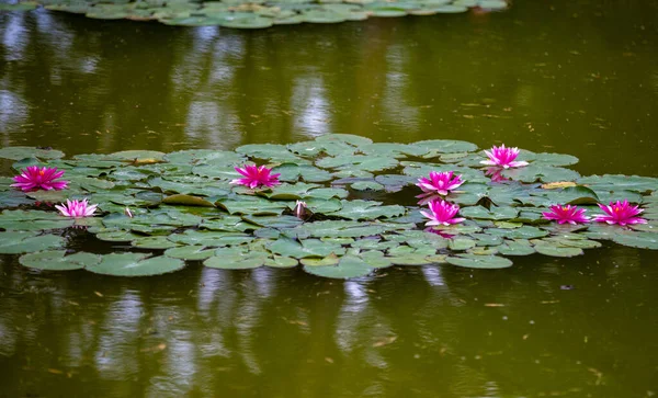 Μια Συστάδα Από Ροζ Νούφαρα Στη Μέση Του Πράσινου Νερού — Φωτογραφία Αρχείου
