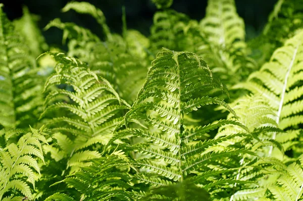 Een Close Van Een Groene Varen Onder Zonlicht — Stockfoto