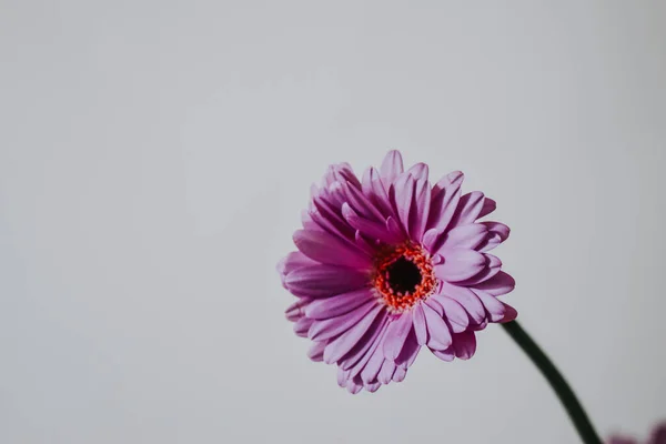 Primer Plano Una Hermosa Flor Pascua Púrpura Cubierta Gotas Rocío —  Fotos de Stock