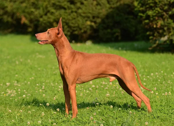 Seekor Anjing Cirneco Dell Etna Luar Ruangan — Stok Foto