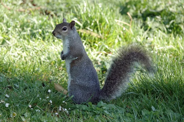 잔디밭에 귀여운 다람쥐 — 스톡 사진