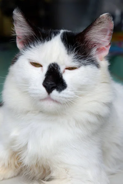 一只长着黑鼻子的可爱的白猫的肖像 — 图库照片