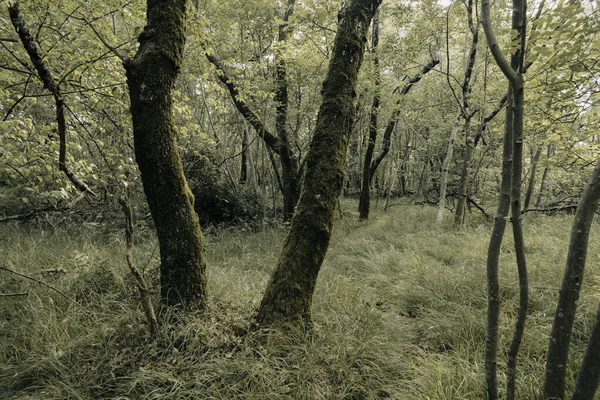 Uma Floresta Densa Com Árvores Velhas Cobertas Musgo — Fotografia de Stock